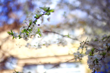 blooming cherry flowers branch