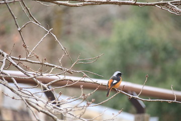 ジョウビタキ　スズメ目ヒタキ科ジョウビタキ属