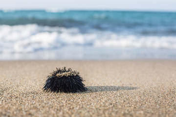 Urchin  at the coast line.