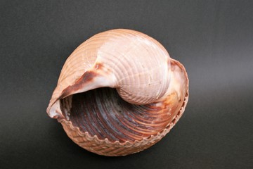 big seashell