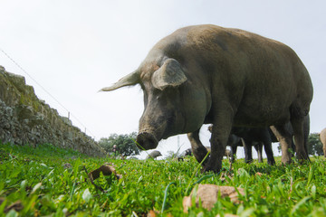 Iberian pig in a green meadow.