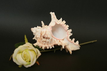 seashell with yellow rose