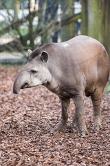 ITALY - MARCH 17: shooting of a Tapir south american by a photographer while resting in the park, in March 2017 Italy