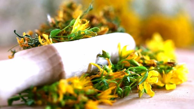 Dried flowers Hypericum in wooden spoon. Collection of medicinal herbs