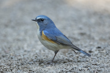 Red-flanked bluetail of Shibuya Tokyo