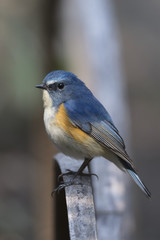 Red-flanked bluetail of Shibuya Tokyo