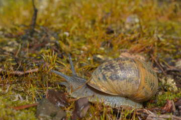 Schnecke im Moos