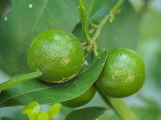 Kumquat Citrus Japonica Fruit On Tree