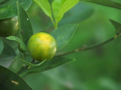 Kumquat Citrus Japonica Fruit On Tree