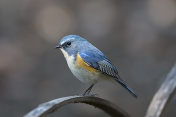 Red-flanked bluetail of Shibuya Tokyo