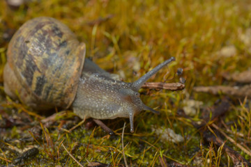 Schnecke im Moos