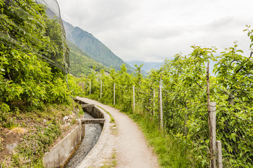 Algund, Algunder Waalweg, Waalweg, Spazierweg, Wanderweg, Obstplantage, Obstbäume, Vinschgau, Frühling, Südtirol, Italien