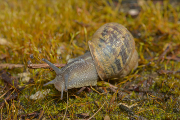 Schnecke im Moos