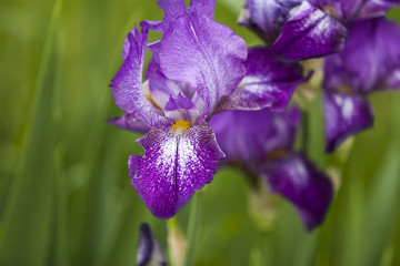 A purple Iris 