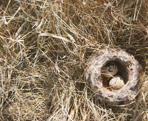 Яйца маленькой птицы в гнезде на траве