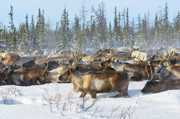 Naklejka premium Reindeers migrate for a best grazing in the tundra nearby of polar circle in a cold winter day.