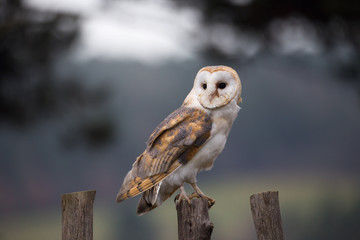 A beautiful barn owl (Tyto alba) perched on a tree stump. Wildlife photo.