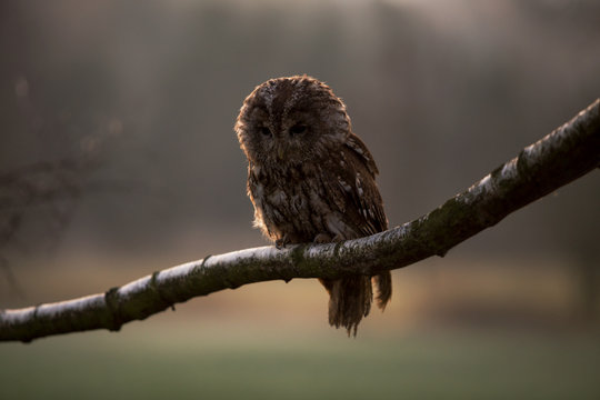 Portrait of a Tawny Owl (Strix aluco) sitting on the branch during sunset, wildlife photo.