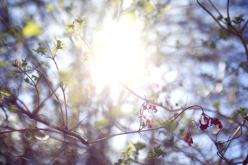 young green leaves spring background