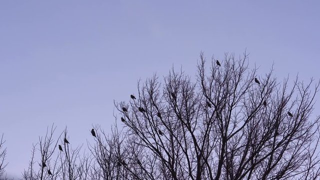 A flock of birds flew from the tree. Spring migration of waxwings