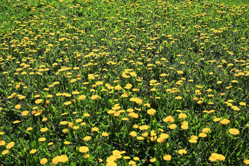yellow first spring flowers