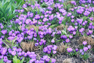 Lovely spring flowers