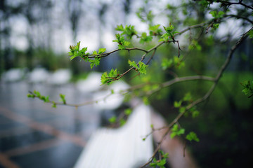 blooming cherry flowers branch