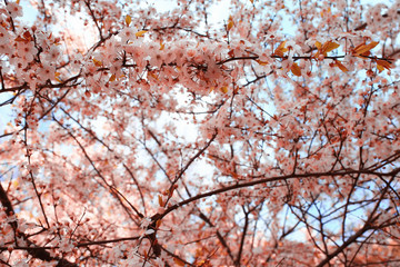 blooming cherry flowers branch