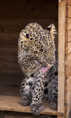Leopard in africa