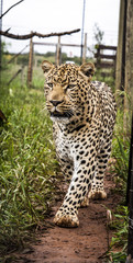 Leopard in africa