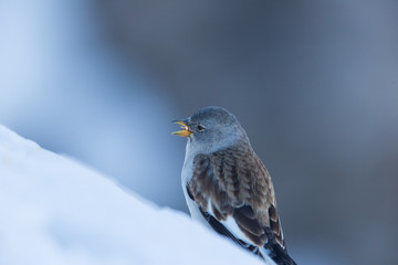 portrait of white-winged snowfinch (Montifringilla nivalis)