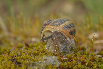 Weinbergschnecke kriecht durch Moos