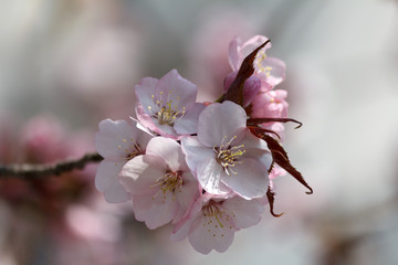 Beautiful cherry blossom - closeup
