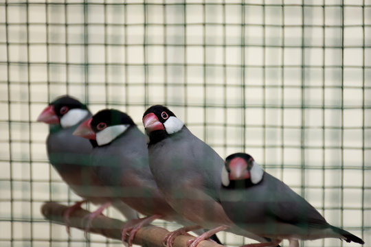 A row of cage red beaked birds sat on their perch.