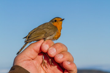 Robin, Erithacus rubecula, bird in a womans hand for bird banding