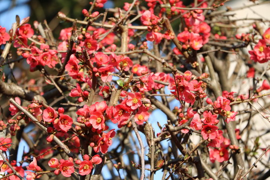 Red blossoms of Chaenomeles japonica in spring 