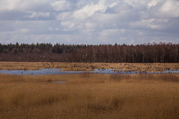 Fototapeta na wymiar A beautiful early spring landscape with a flying flock of migratory geese over a lake