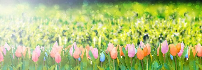 colorful tulips on lush green bokeh background wide banner border spring season