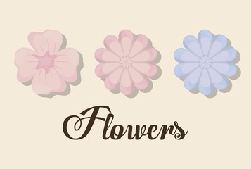 beautiful flowers icon over white background. colorful design. vector illustration