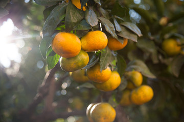 Orange tree in orange garden at sunset.