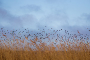 A beautiful early spring landscape with a flying flock of migratory geese over a forest of reeds