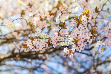 flower tree spring