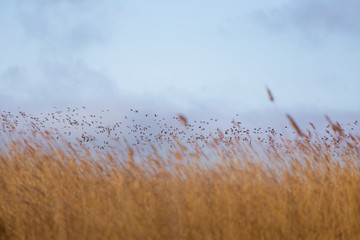 Obraz premium A beautiful early spring landscape with a flying flock of migratory geese over a forest of reeds