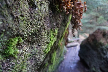 moss on the rocks