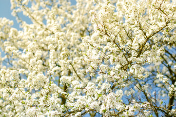 flower tree spring