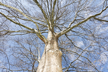 Trees without leaves