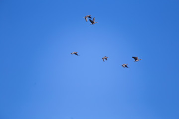 A beautiful flying flock of migratory geese on the blue sky background