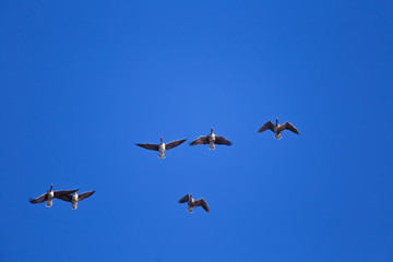 A beautiful flying flock of migratory geese on the blue sky background