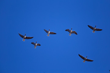 A beautiful flying flock of migratory geese on the blue sky background