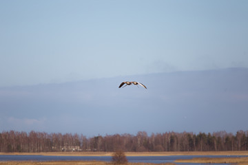 Two beautiful geese flying in an early spring landscape